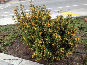 Mimulus aurantiacus - blooming